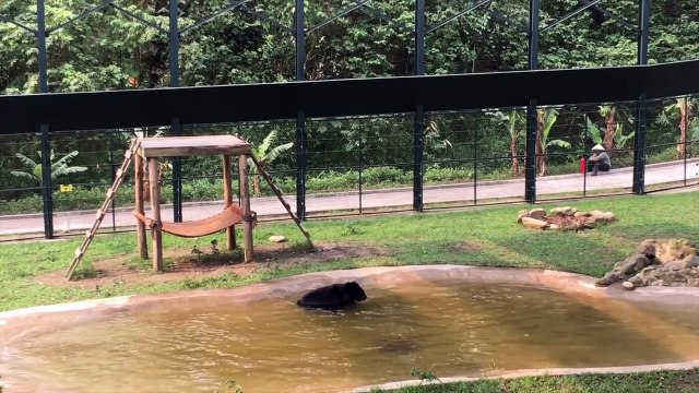 Torturé pendant 9 ans, un ours est libéré. Regardez bien quand il voit l'eau pour la première fois!