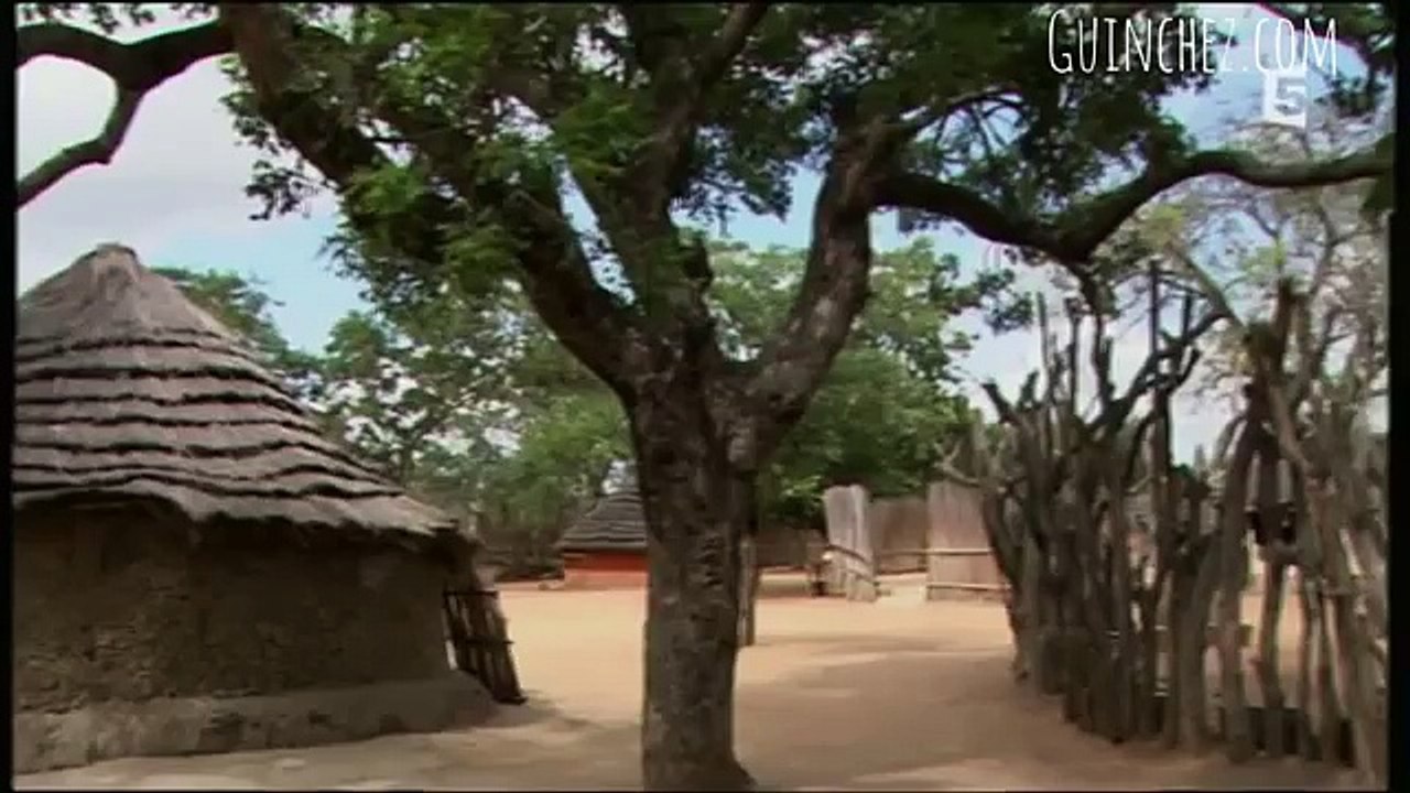 3 Reportages sur les lions - Documentaire animalier