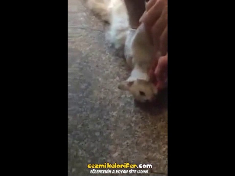 Hastane Kapısına Sıkışan Kediyi Hayata Döndürmek İçin Canla Başla Mücadele Eden Güzel İnsanlar