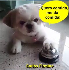 Quero comida, me dá comida....kkkkkkk
