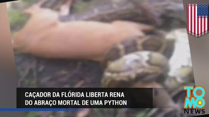 Caçador da Flórida liberta rena do abraço mortal de uma Python enorme.