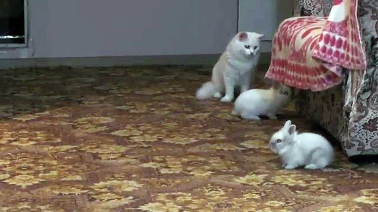 cat play with cute bunnies