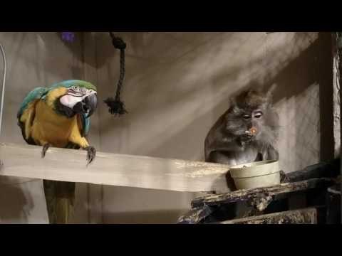 Naughty Monkey Steals Parrot's Food