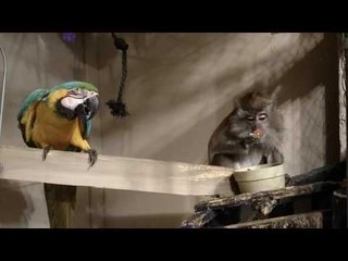 Naughty Monkey Steals Parrot's Food