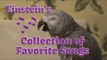 Parrot Sings Collection of His Favorite Songs