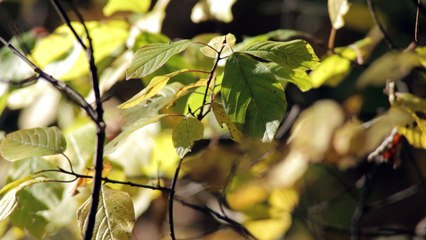 Comunicación planta-humanos