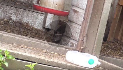 Sạ thủ diệt chuột hiệu quả bằng súng ngắm ở Mỹ