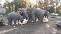 Explosions de citrouilles géantes par des Elephants !