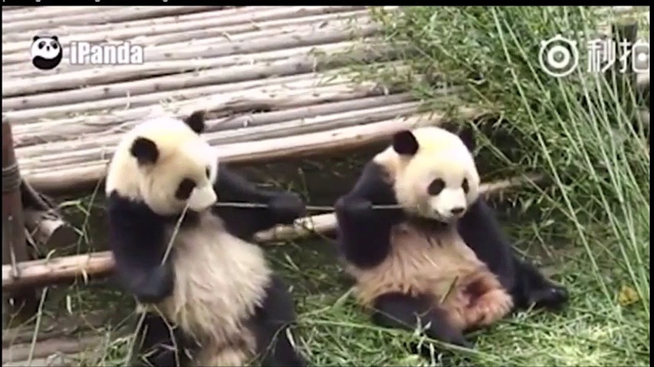 2 pandas se bagarrent autour d'un bout de bambou LOL