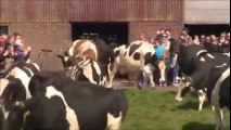 Ces vaches sont tellement heureuses de sortir en plein soleil de la grange !