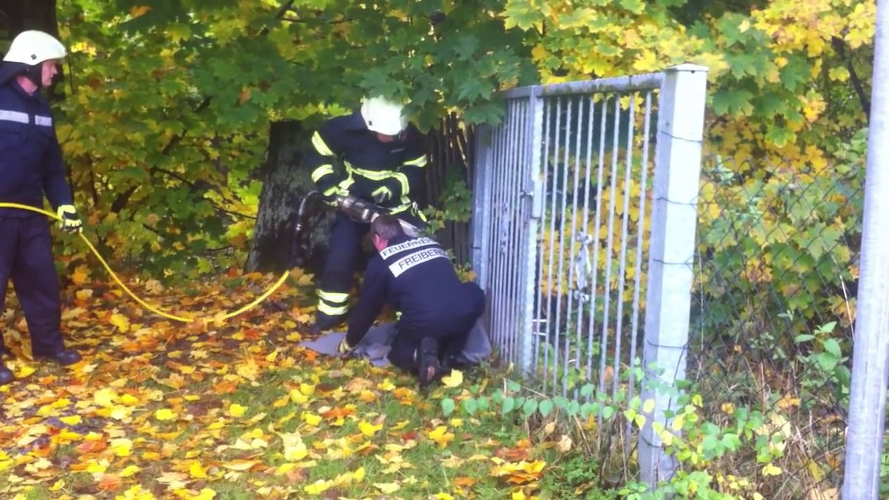 Sauvetage d'un cerf coincé dans une barrière par des pompiers
