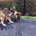 Ce chien essaye désespérément d'arrêter l'eau qui coule dans le caniveau