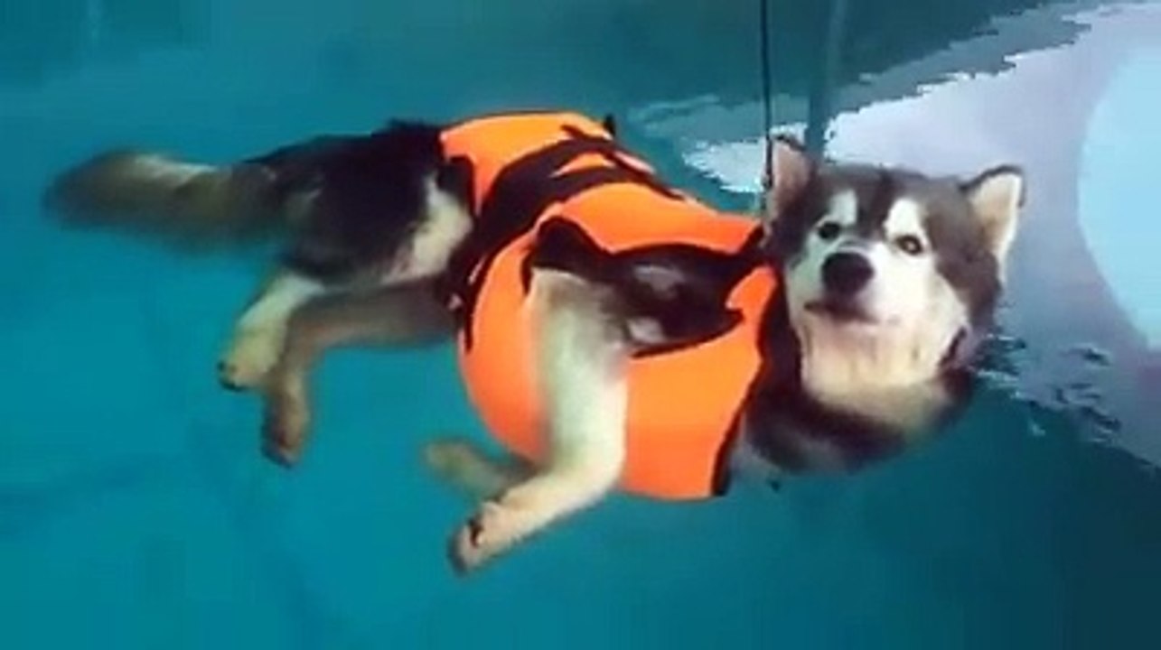 A l'aise, ce chien flotte dans l'eau d'une piscine pépère...