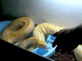 un pitons albinos mange un lapin 2/4