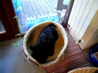 Photo 1096: Rourourouuuuuuuuuuuuu in the Basket 🧺