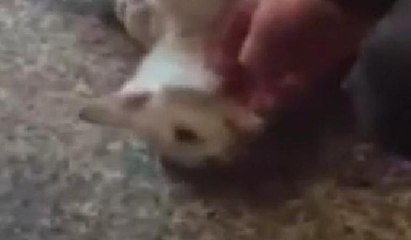 Hastane kapısında sıkışan kediye kalp masajıyla böyle kurtarıldı