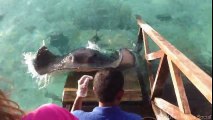 Stingray jumps onto ramp for a treat