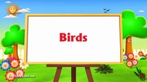 Learn English Birds Names 3D Animation Preschool Nursery rhymes for children