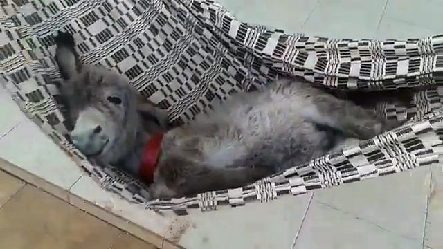 پاکستانی حکمران مزے لے لے کر قوم اور ڈھرنے والوں کی بے بسی کا تماشہ جھولے میں انجوائے کر رہے ھیں