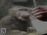 بندر کو کھانا نہیں ملا تو اس نے کیا کیا دیکھیں اس وڈیو میں