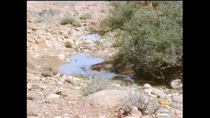 ---Taloor Bird Hunting Video Part 2 (2016) Amazing Hunting Video