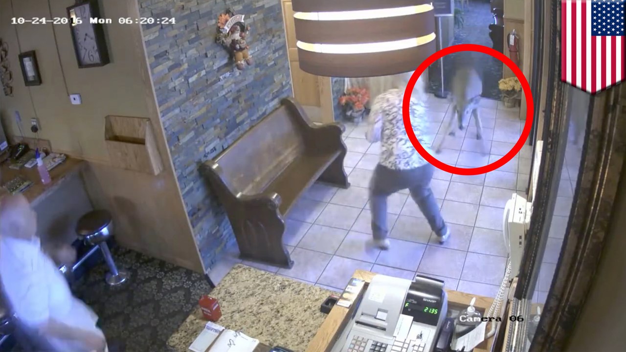 Deer rampages through Indiana café, knocking over tables and freaking out patrons