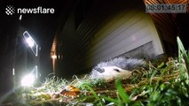 Can opossums really play dead?