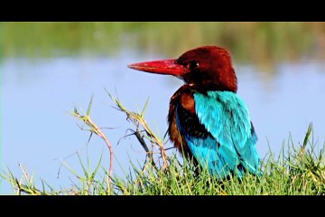 Signature Film - 1st Woodpecker International Film Festival 2013