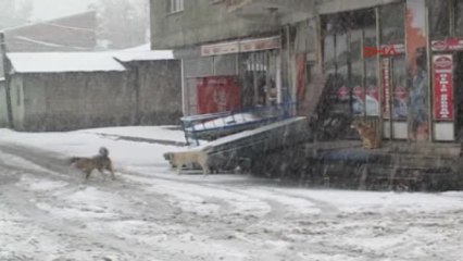 Ağrı'da Şiddetli Kar Yağışı -1