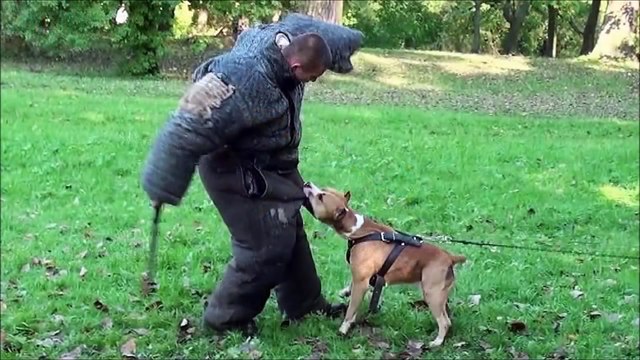 ТОП10 САМЫЕ СИЛЬНЫЕ СОБАКИ в МИРЕ!!!