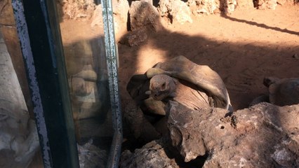 Aldabrachelys Gigantean Having Fun. Wow. Wow.
