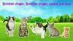 Cats 3D Finger Family / Nursery Rhymes