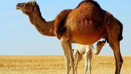Camel Sound Animal Sound for Kids Educational Videos-9GQYnDusFVs