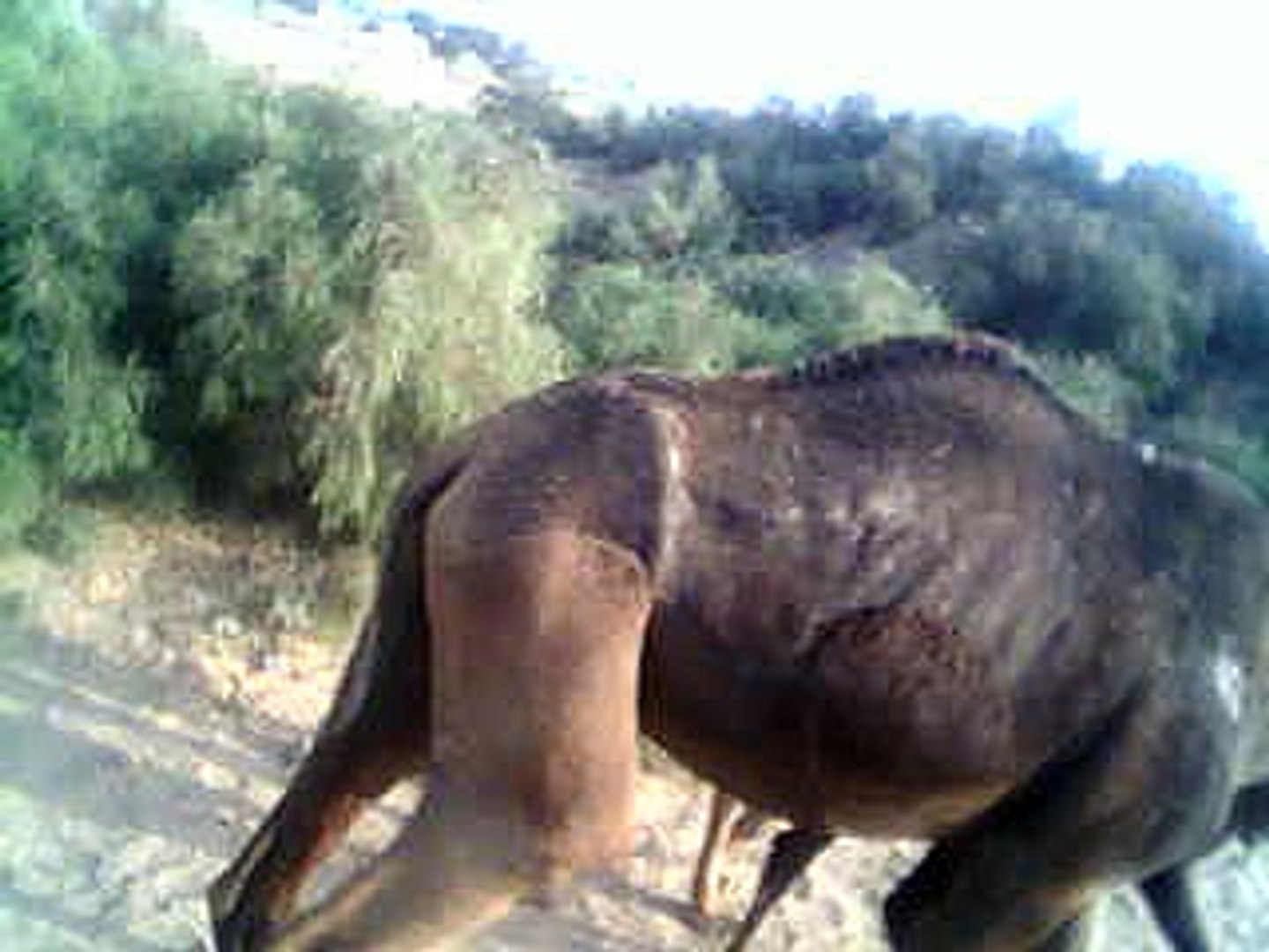 Cholistan Desert Camels