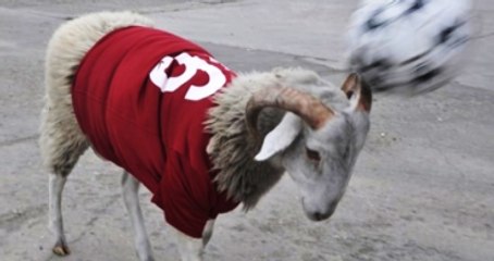 İnegöllü Kasap, Bayramda Kesmeyip Beslediği Koçu Futbolcu Yaptı