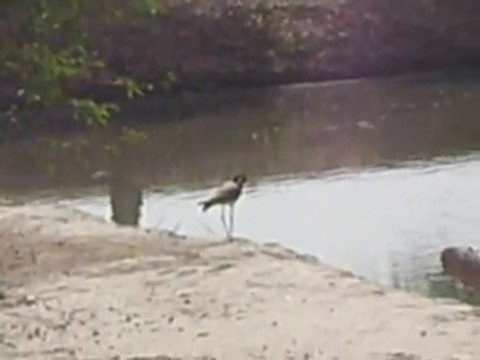 Fisheries fish farm and Waders bird or Shorebirds Bahawalpur