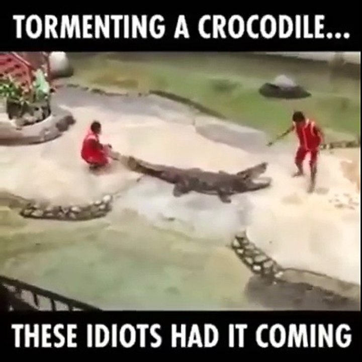 Crocodile