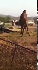 کیا آپ نے گدھے اور اونٹ کی لڑائ دیکھی ہے؟