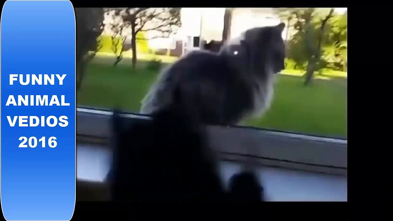 Bored and Angry CATS Compilation 2016