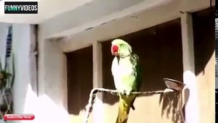 کیا کمال کا یہ طوطا ہے اس کی باتیں سنیں کیا کہ رہا ہے