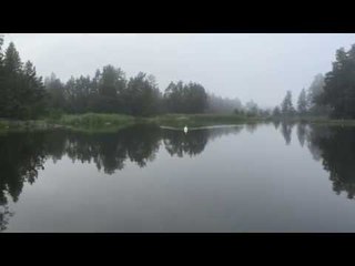 Meet This Supremely Talented Swan Whisperer