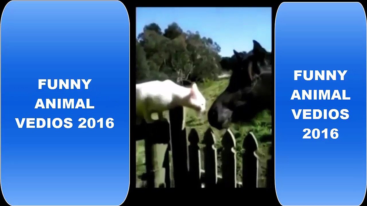 Funny,Bored and Angry CATS Compilation 2016