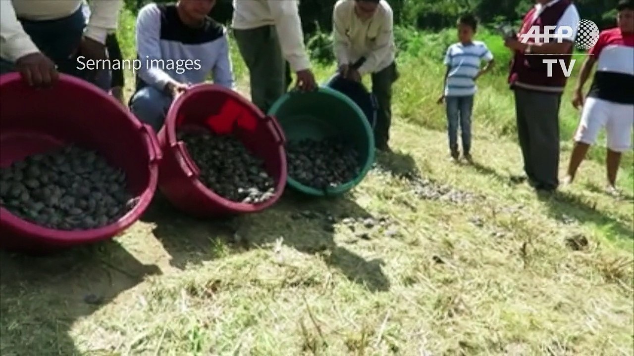 17,000 river turtles released in Peru national reserve