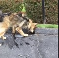 Un chien essaye désespérément de stopper l'eau qui dévale la rue