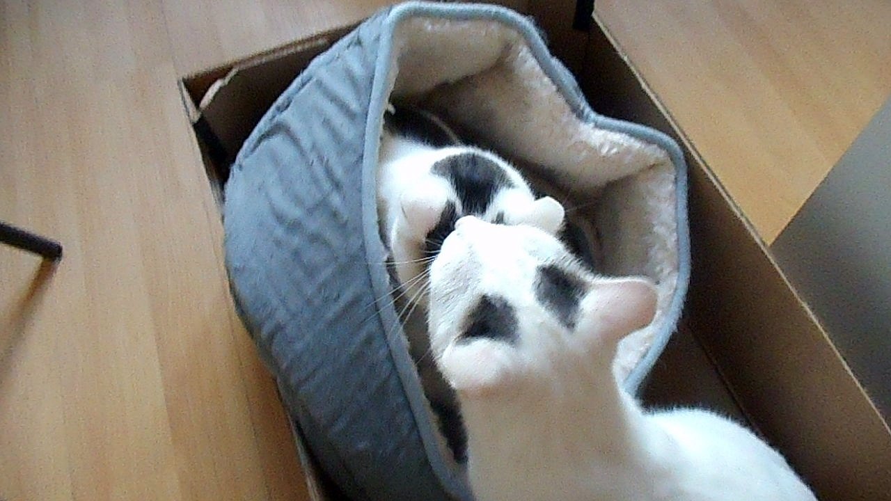 Harvey und Vinzent am 31.10.2016