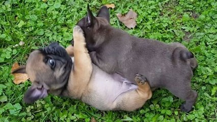 Wrestling match of puppies