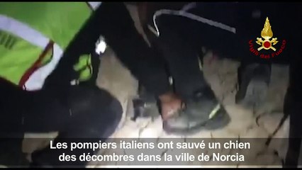 Italie: les pompiers sauvent un chien des décombres