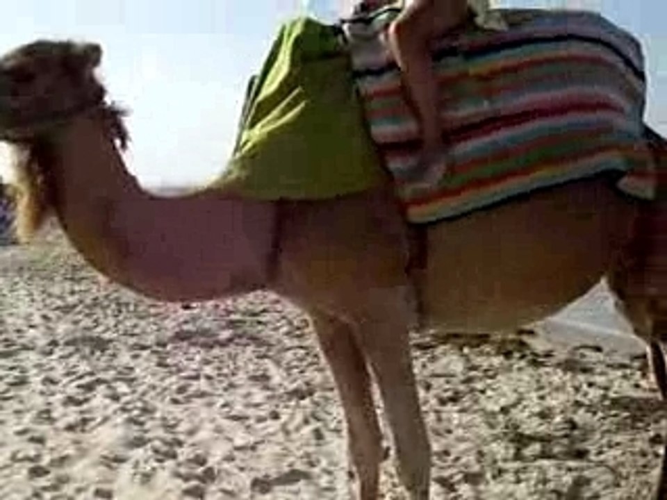 Descente de dromadaire
