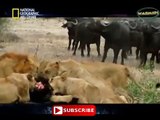 Buffalo Vs Lion Fight To Death HD - Animals Fight