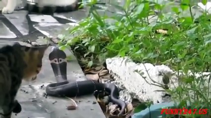 Cat Vs Snake Fight To The Death HD - Animals Fight